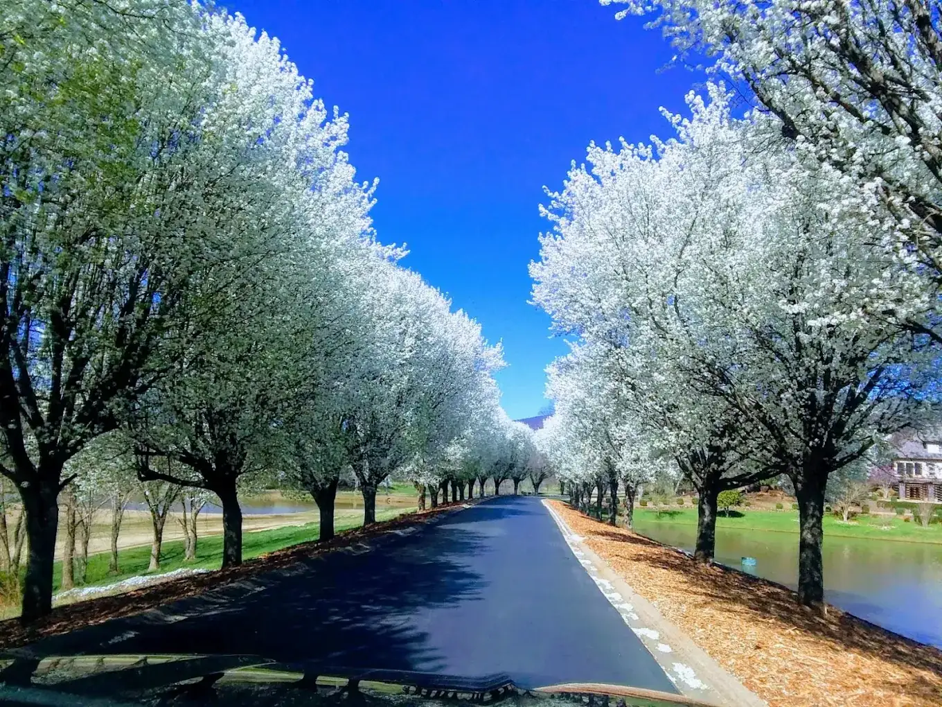 The entrance drive at The Orchard Golf and Country Club